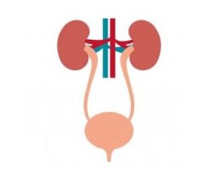 The urinary system and its strengthening of female capsules
